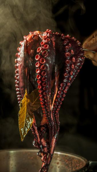 Octopus