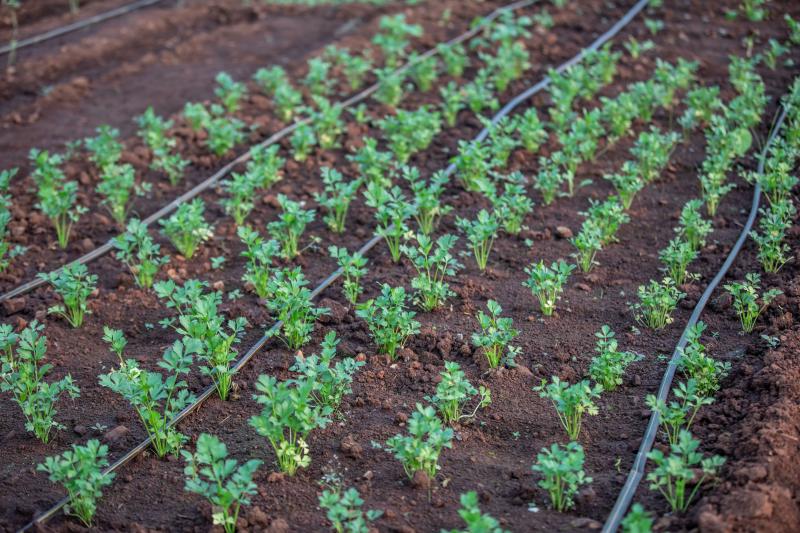 Irrigation and Watering Systems