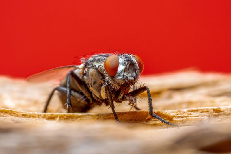 Animal, Rodent, Insect, Pest Control & Abatement