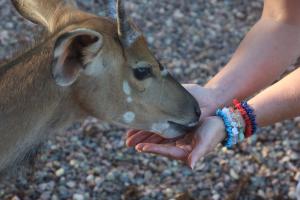 Animals