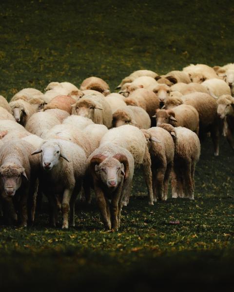 Farming, Livestock, Agriculture & Aquaculture
