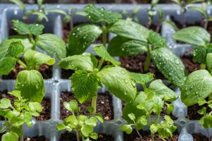 Seeds, Gardening & Growing