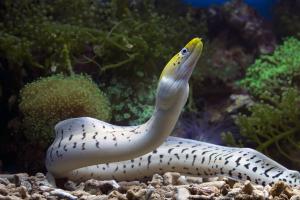 Aquatic Animals