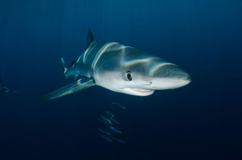 Aquatic Animals