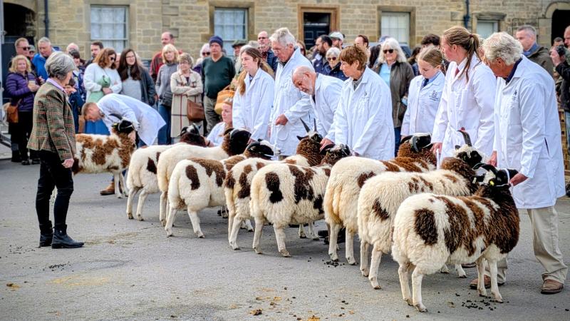 Competition Animals