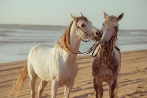 Equine / Horses