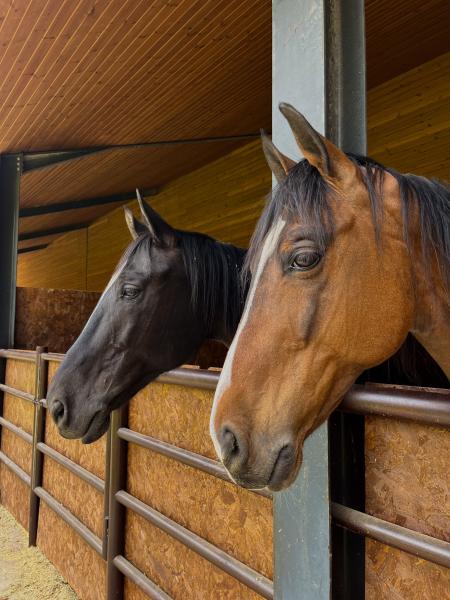 Equine / Horses
