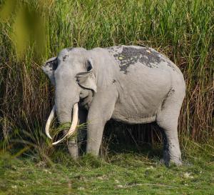 Endangered Species