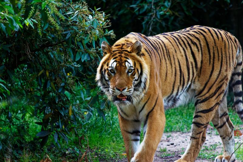 Endangered Species