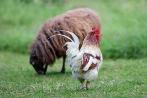 Farm Animals