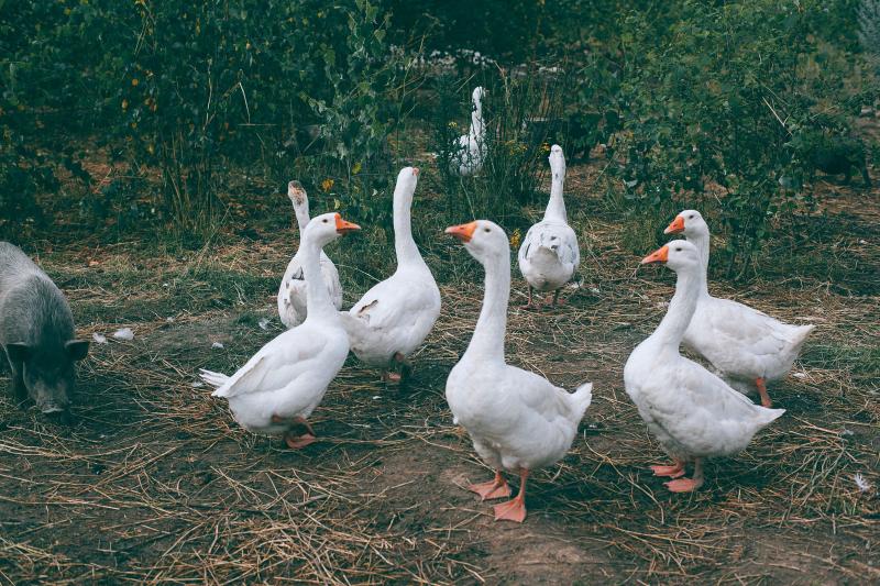 Farm Animals