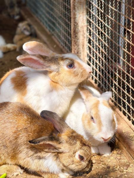 Laboratory Animals