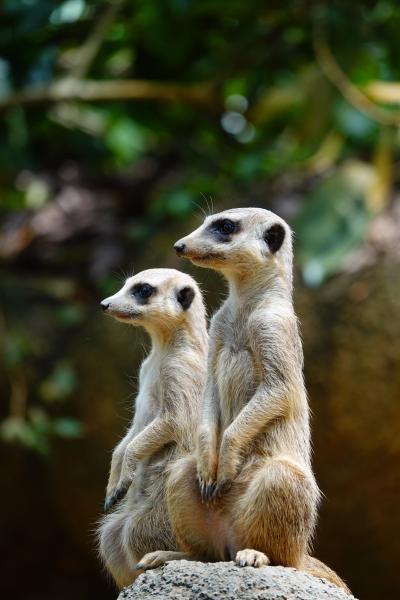Wildlife Animals