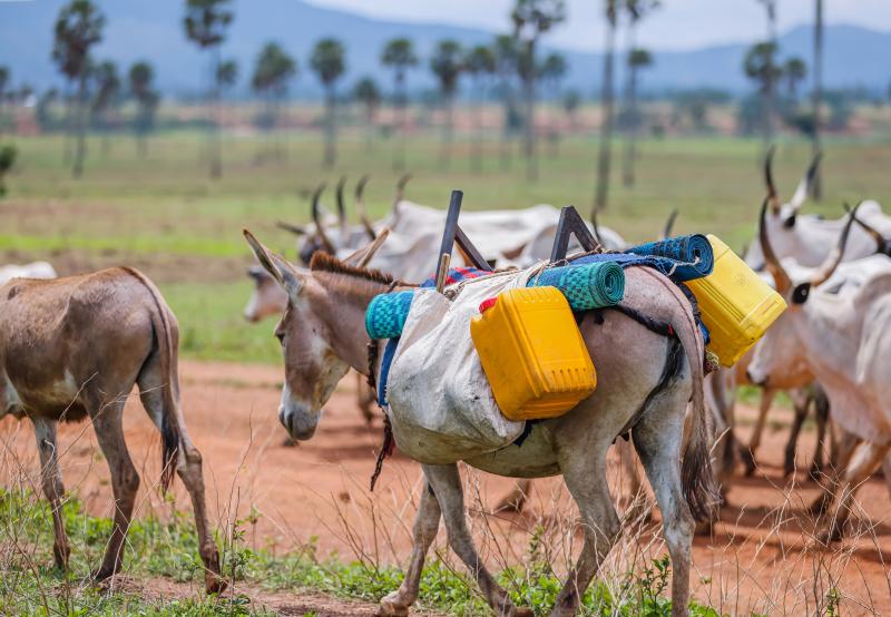 Working Animals