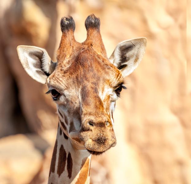 Zoo & Exotic Animals