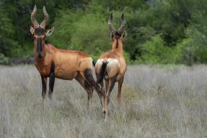 Game Animals