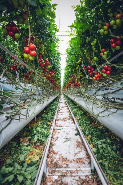 Indoor Growing & Hydroponics