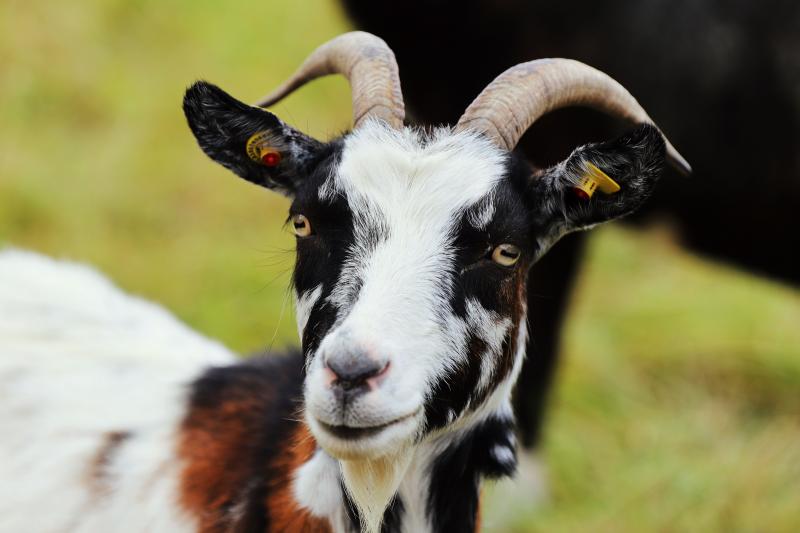 Goat