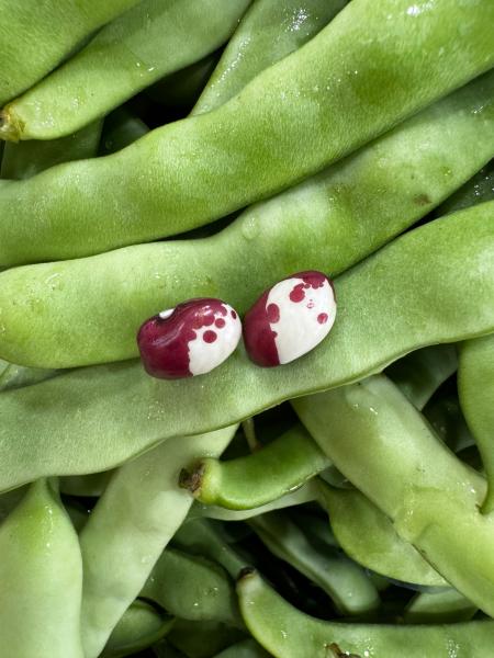Cranberry Beans