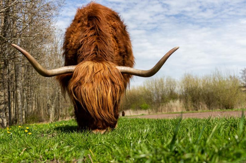 Forage & Pasture Seeds