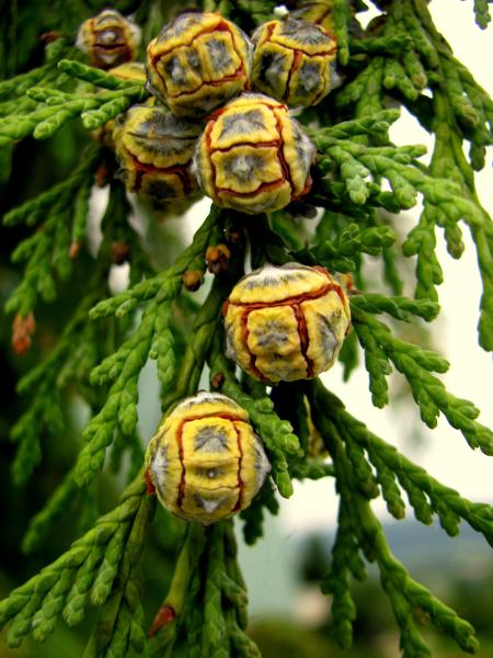 Tree Seeds