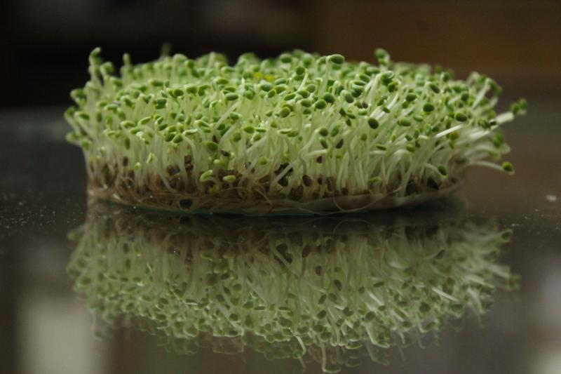 Sprouting & Microgreen Seeds
