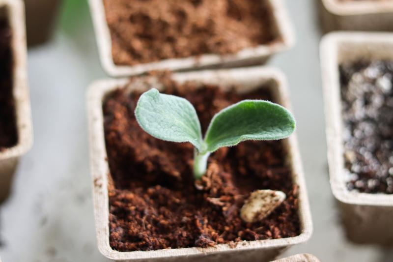 Vegetable Seeds