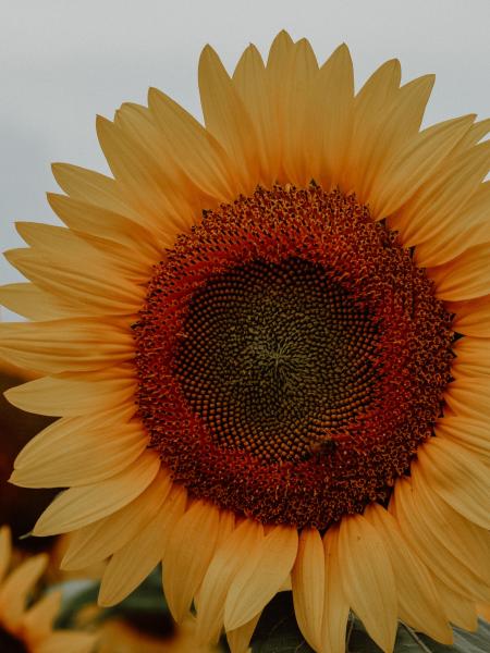 Flower Seeds