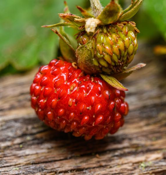 Specialty Fruit Seeds