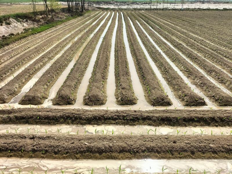 Irrigation & Watering