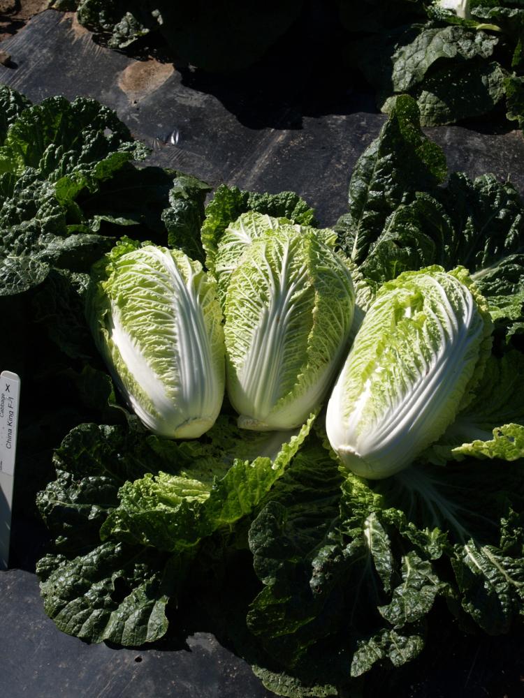 Cabbage, Blues Hybrid Packet