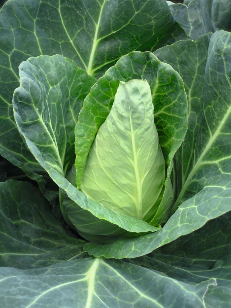 Cabbage, Caraflex Hybrid Organic Packet