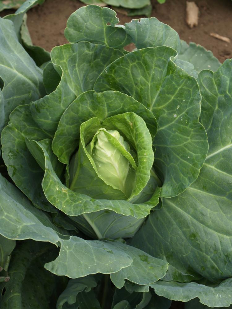 Cabbage, Early Jersey Wakefield Packet