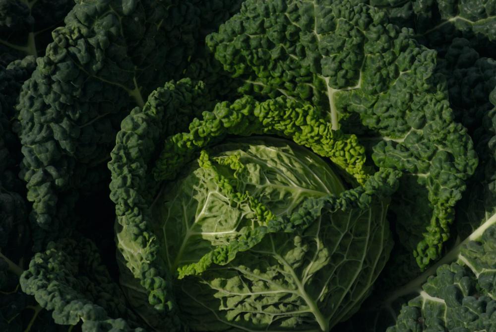 Cabbage, Famosa Hybrid Organic Packet