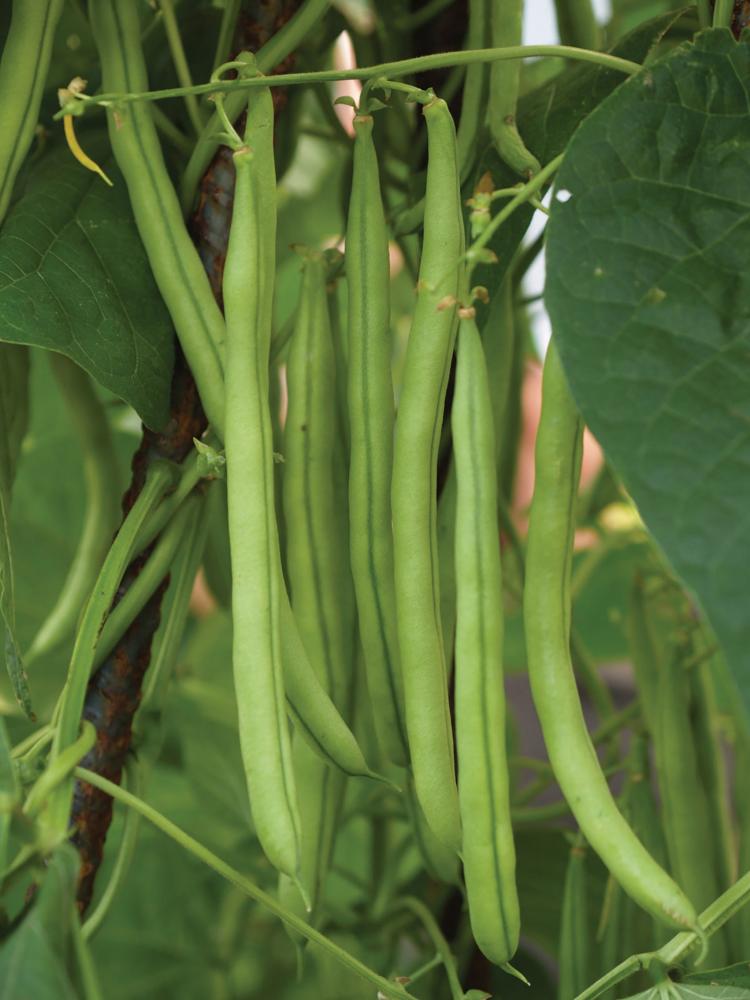 Beans, Isabel Packet