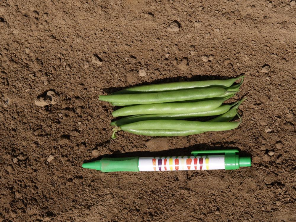 Beans, Martini Packet