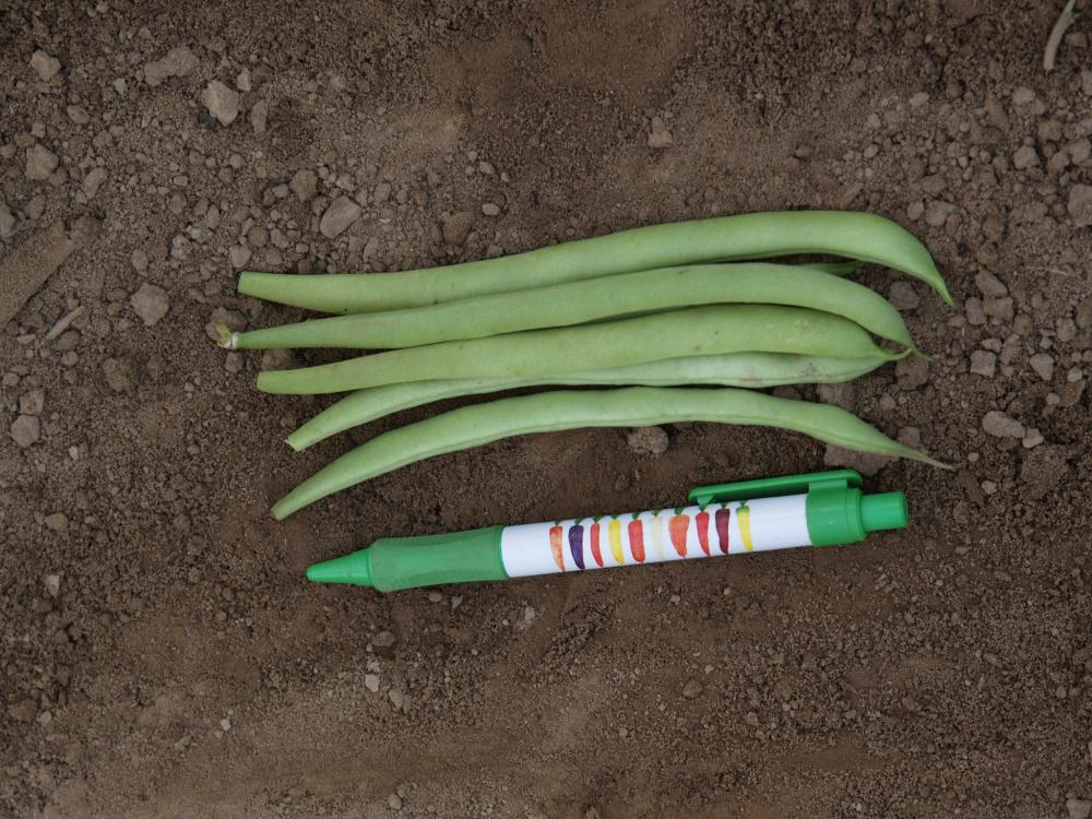 Beans, Maxi Organic Packet