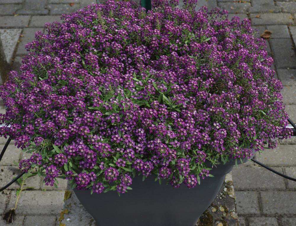 Alyssum, Sweetie Deep Purple:SE Packet