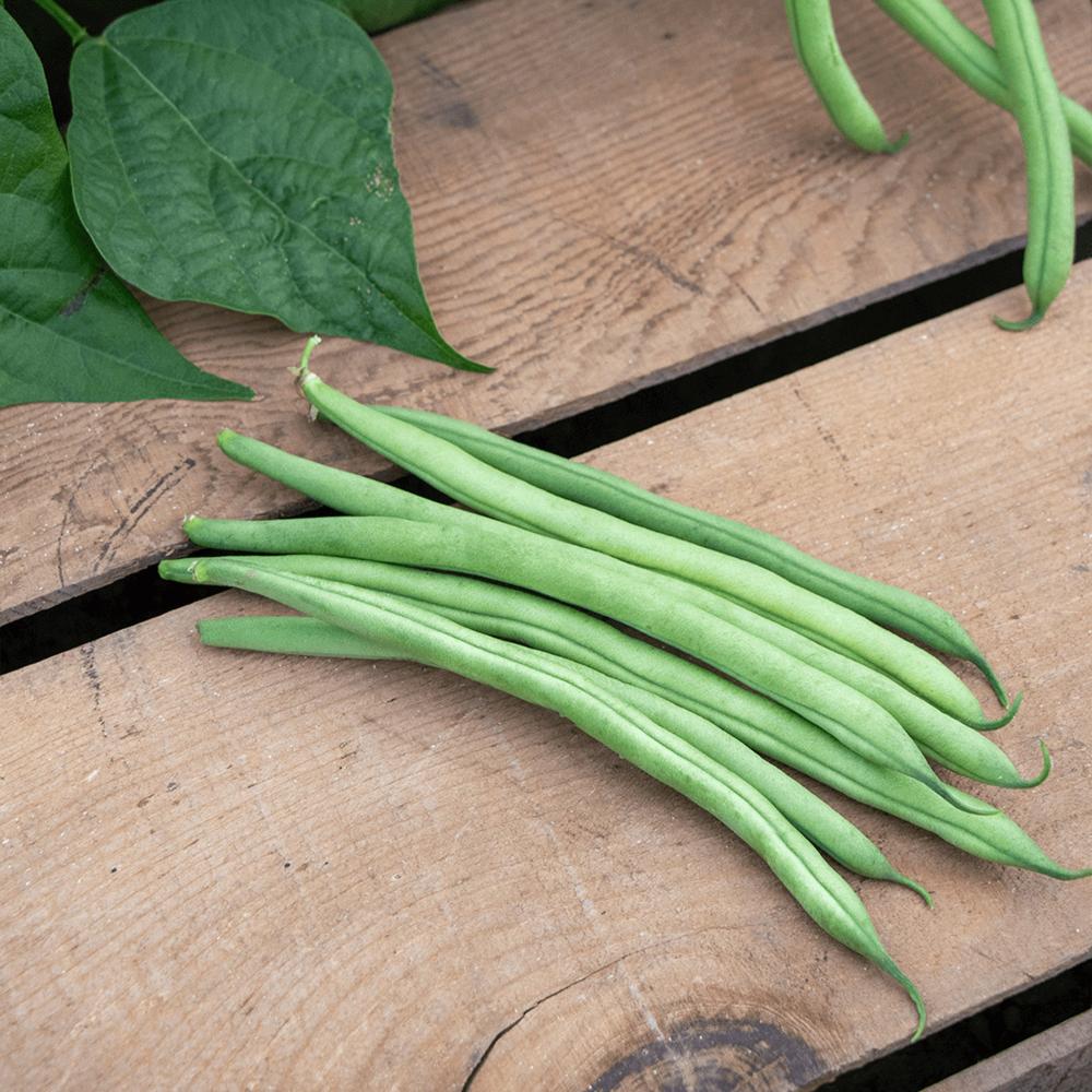 Beans, Bush Blue Lake Superior Packet