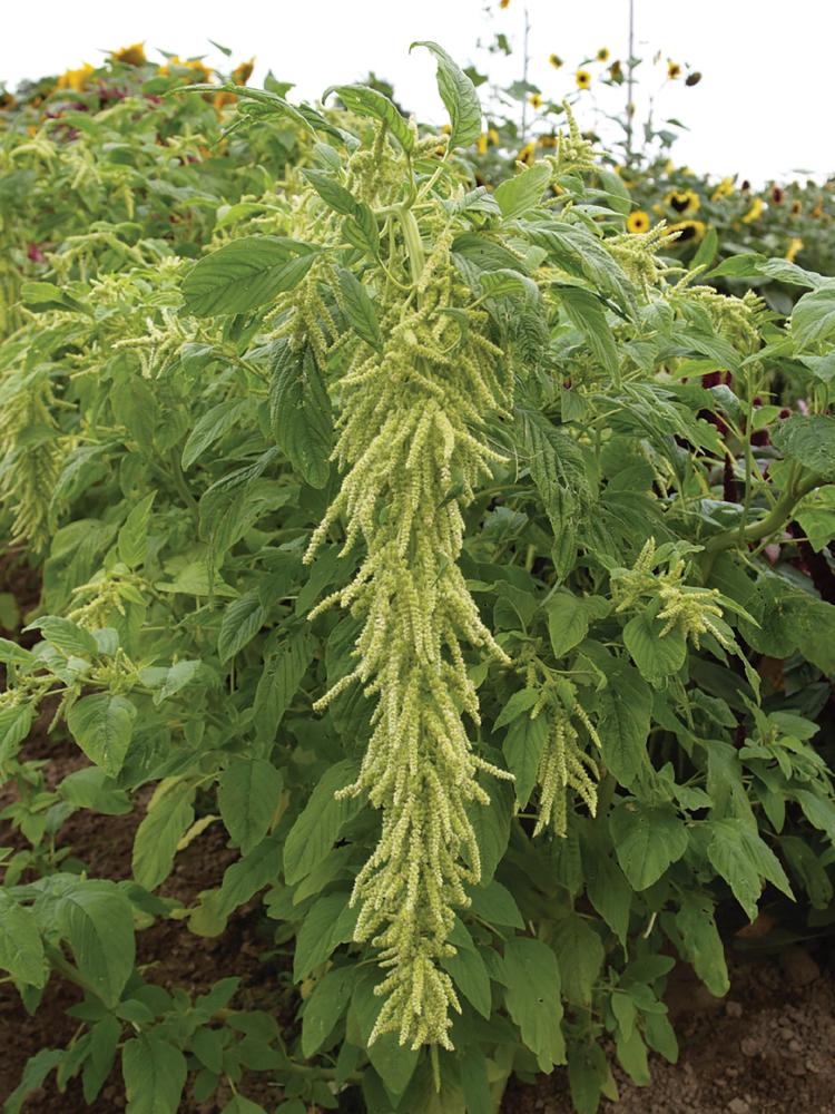 Amaranthus, Green Tails Packet