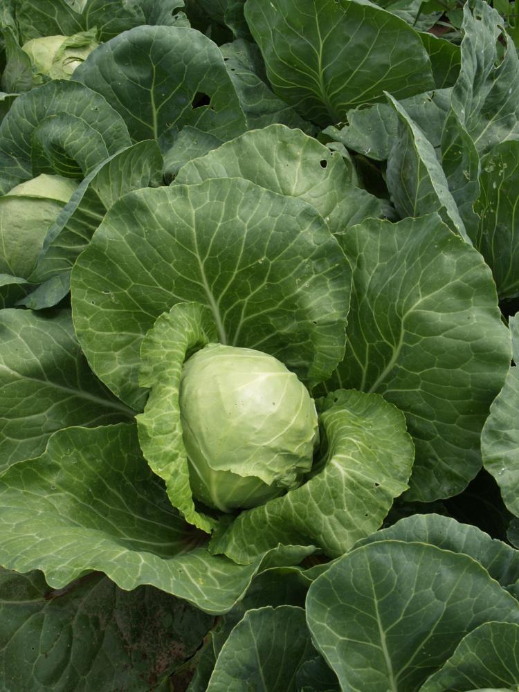 Cabbage, Golden Acre Y.R. Packet