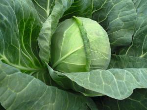 Cabbage, Tiara Hybrid Organic Packet