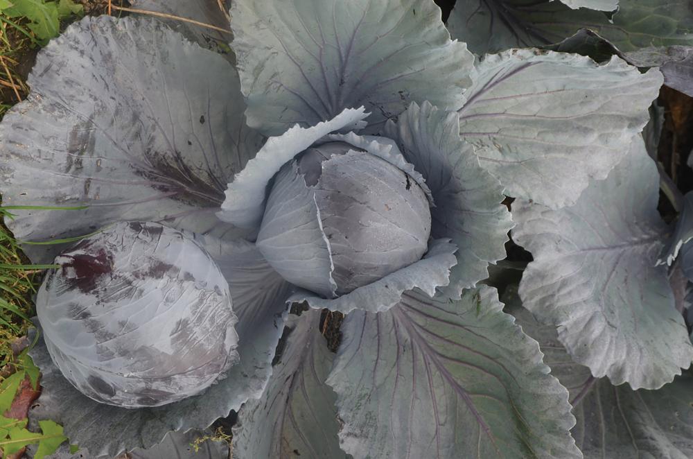 Cabbage, Integro Hybrid Organic Packet