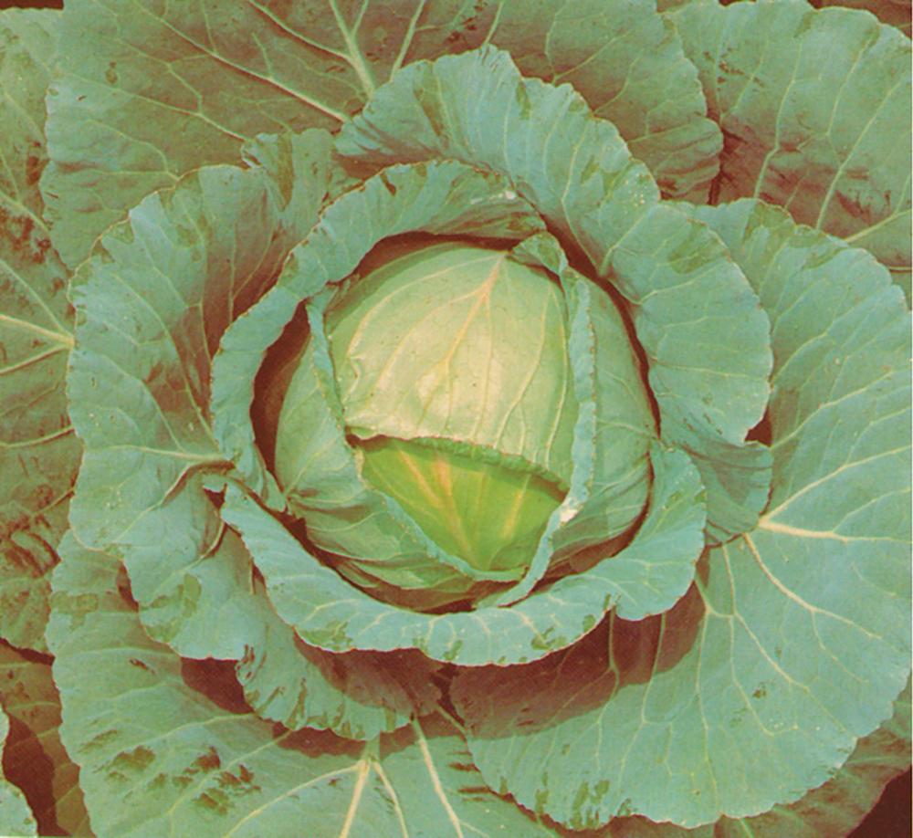Cabbage, Langedijker Late, Winterkeeper Packet