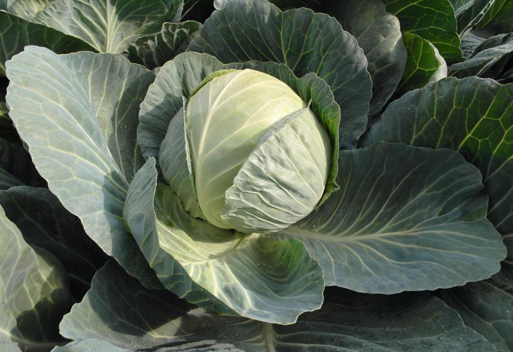 Cabbage, Passat Hybrid Organic Packet