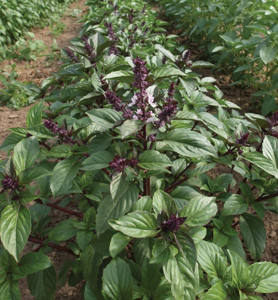 Basil, Cinamonette Packet