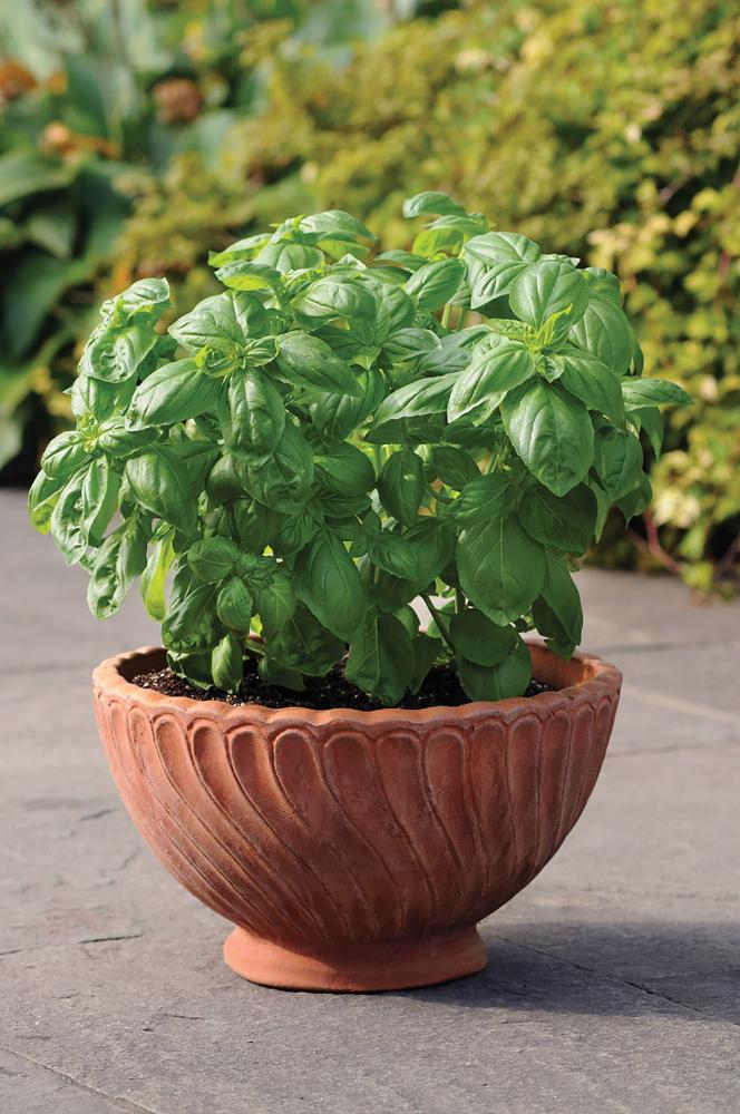 Basil, Dolce Fresca Packet