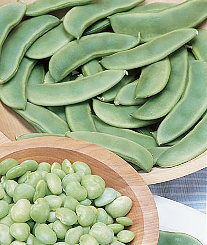 Beans, Lima Fordhook 242 Packet