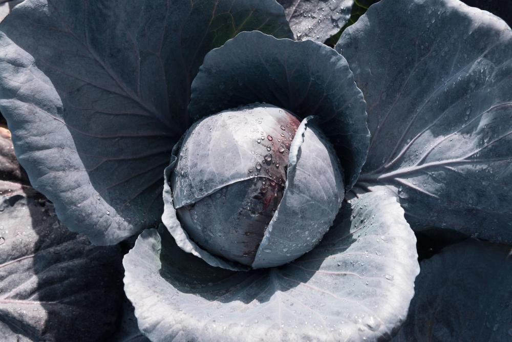 Cabbage, Primero Hybrid Organic Packet