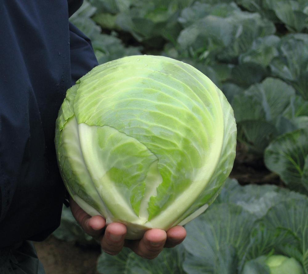 Cabbage, Reaction Hybrid Organic Packet